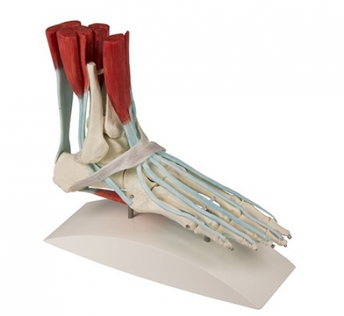 Model stopy z mięśniami i więzadłami - Image no.: 2