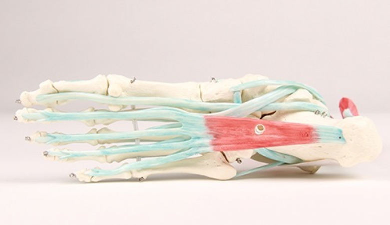 Model stopy z mięśniami i więzadłami - Image no.: 3