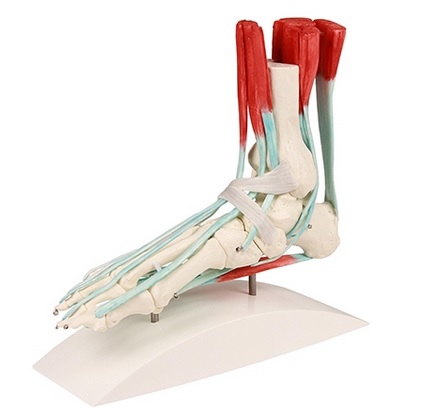 Model stopy z mięśniami i więzadłami - Image no.: 1