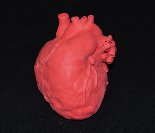Pediatryczny model serca z wadą typu ASD - ubytek przegrody międzyprzedsionkowej - Image no.: 3