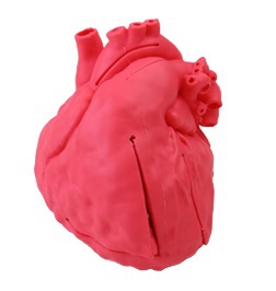 Pediatryczny model serca z wadą typu ASD - ubytek przegrody międzyprzedsionkowej - Image no.: 1