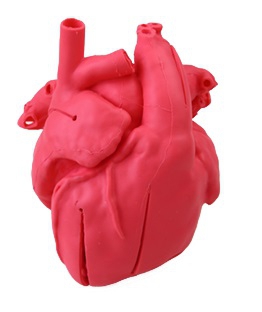 Pediatryczny model serca z transpozycją wielkich naczyń (ccTGA) oraz wadą wrodzoną typu VSD - Image no.: 1