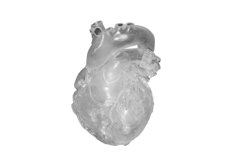 Profesjonalny model serca, transparentny - Image no.: 1