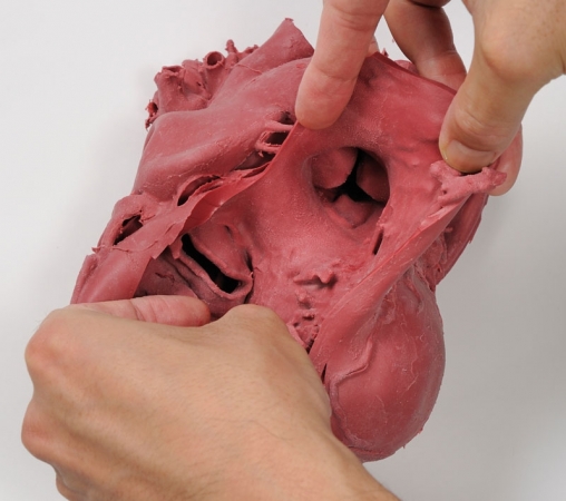 Profesjonalny model serca, 2x powiększenie - Image no.: 2
