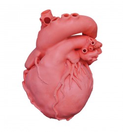 Profesjonalny model serca, 2x powiększenie - Image no.: 1