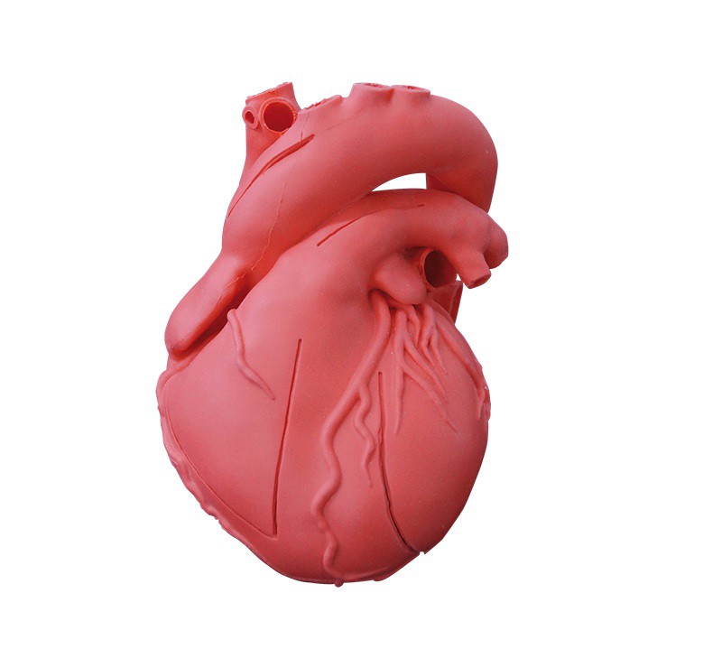 Elastyczny model serca, wersja dydaktyczna - Image no.: 1
