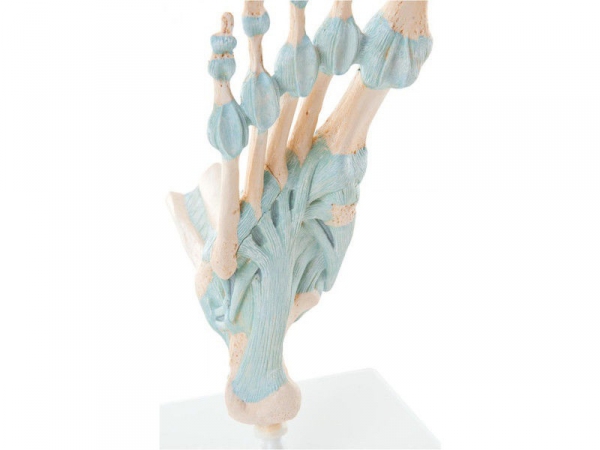 Model stopy z więzadłami - Image no.: 2