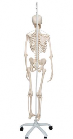 Funkcjonalny szkielet anatomiczny - Image no.: 2
