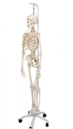 Funkcjonalny szkielet anatomiczny - Image no.: 3