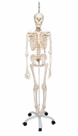 Funkcjonalny szkielet anatomiczny - Image no.: 1