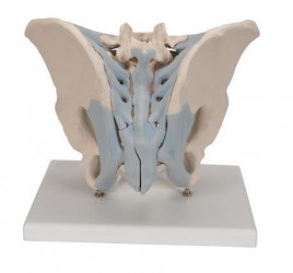 Model miednicy męskiej z więzadłami, 2 części - Image no.: 2