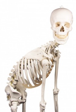 Hugo - dydaktyczny szkielet z ruchomym (elastycznym) kręgosłupem - Image no.: 3
