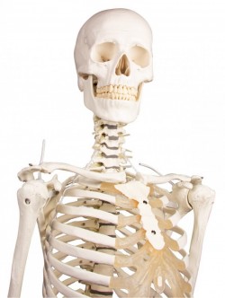 Hugo - dydaktyczny szkielet z ruchomym (elastycznym) kręgosłupem - Image no.: 4