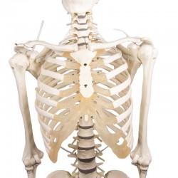 Hugo - dydaktyczny szkielet z ruchomym (elastycznym) kręgosłupem - Image no.: 6
