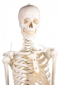 Hugo - dydaktyczny szkielet z ruchomym (elastycznym) kręgosłupem - Image no.: 7