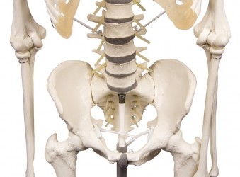 Hugo - dydaktyczny szkielet z ruchomym (elastycznym) kręgosłupem - Image no.: 8