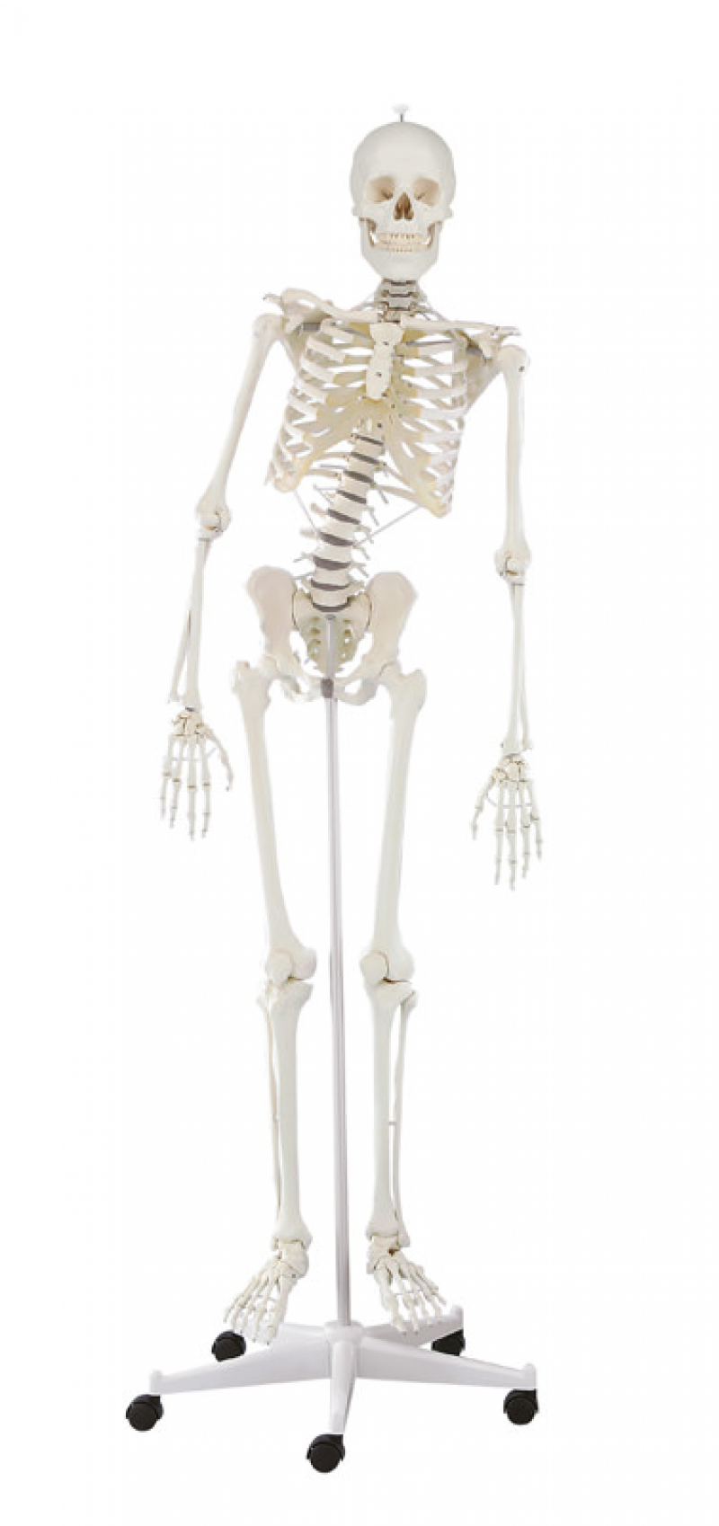 Hugo - dydaktyczny szkielet z ruchomym (elastycznym) kręgosłupem - Image no.: 1