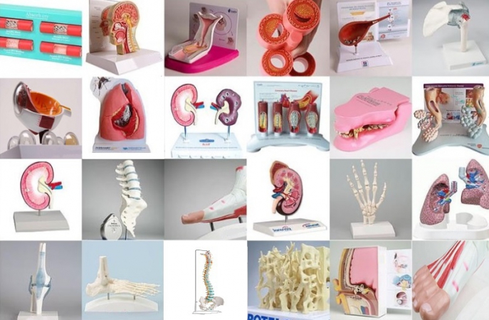 Modele anatomiczne na zamówienie do edukacji pacjentów - Image no.: 2