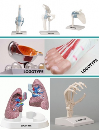 Modele anatomiczne na zamówienie do edukacji pacjentów - Image no.: 3