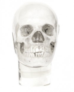 Fantom czaszki  do radiografii pantomograficznej i cefalometrycznej, transparentny - Image no.: 1