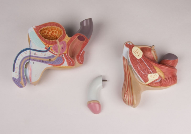Meskie narządy płciowe, 4 części - Image no.: 4