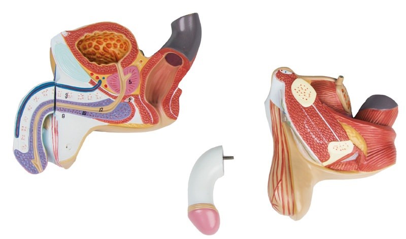 Męskie narządy płciowe, 4 części - Image no.: 1