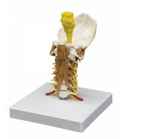Model szyjnego odcinka kręgosłupa wraz z mięśniami - Image no.: 2