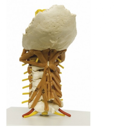 Model szyjnego odcinka kręgosłupa wraz z mięśniami - Image no.: 1