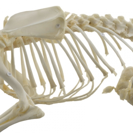 Model szkieletu psa na podstawie, prawdziwy - Image no.: 2