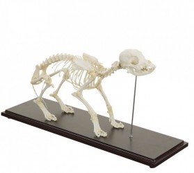 Model szkieletu psa na podstawie, prawdziwy - Image no.: 3