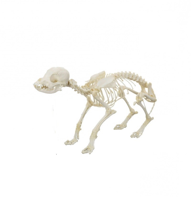 Model szkieletu psa na podstawie, prawdziwy - Image no.: 1