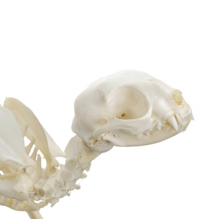 Model szkieletu kota na podstawie - Image no.: 2