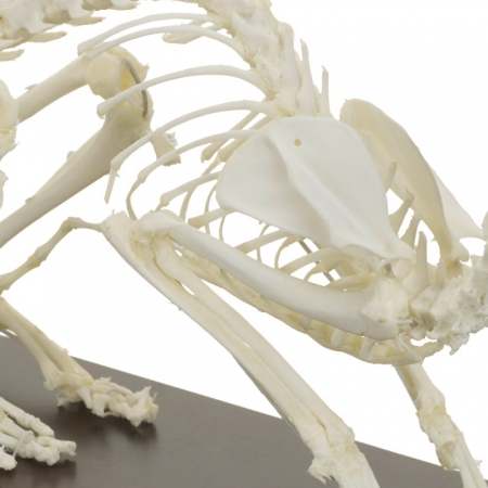 Model szkieletu kota na podstawie - Image no.: 3