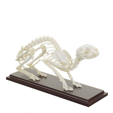 Model szkieletu kota na podstawie - Image no.: 1