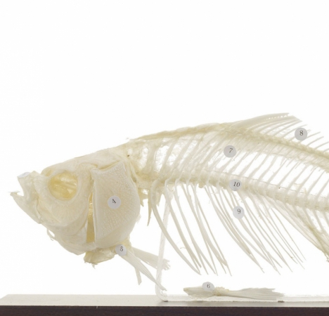 Model szkieletu ryby na podstawie (karp), 100% naturalnych kości - Image no.: 2