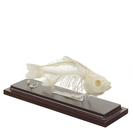 Model szkieletu ryby na podstawie (karp), 100% naturalnych kości - Image no.: 1