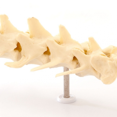 Model kręgosłupa lędźwiowego psa wraz z kością krzyżową - Image no.: 2