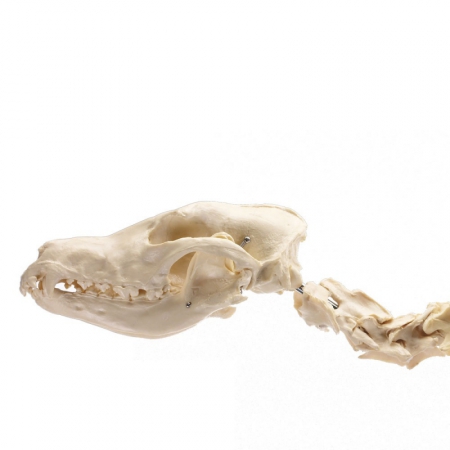 Model szkieletu psa (duża rasa), sztuczny - Image no.: 2