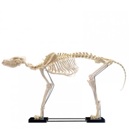 Model szkieletu psa (duża rasa), sztuczny - Image no.: 1