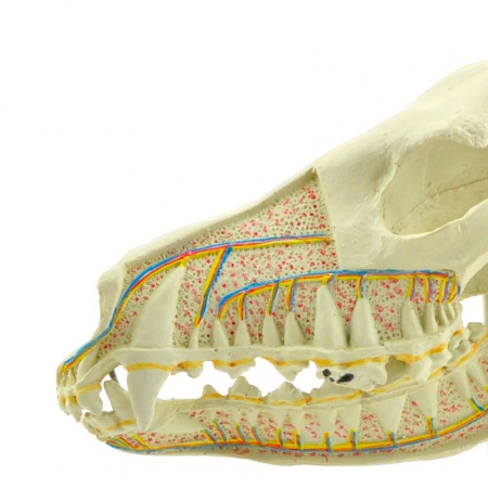Model anatomiczny czaszki psa w przekroju podłużnym - Image no.: 2