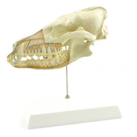 Model anatomiczny czaszki psa w przekroju podłużnym - Image no.: 1