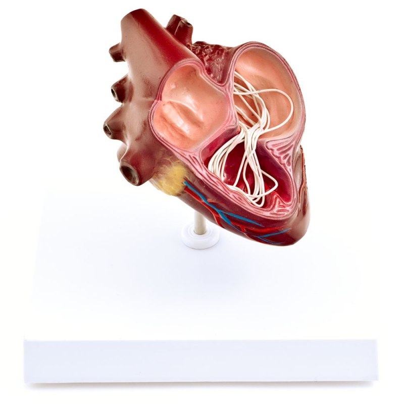 Model serca psa z pasożytami - Image no.: 1