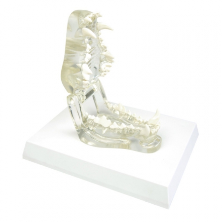 Transparentny model szczęki psa z podstawą - Image no.: 1