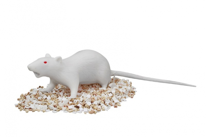 Zaawansowany model szczura - Image no.: 2