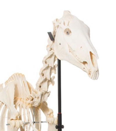 Model szkieletu konia na podstawie - Image no.: 2