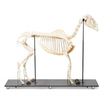 Model szkieletu konia na podstawie - Image no.: 3