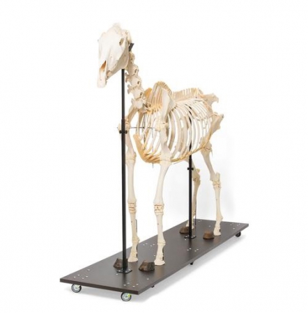Model szkieletu konia na podstawie - Image no.: 1