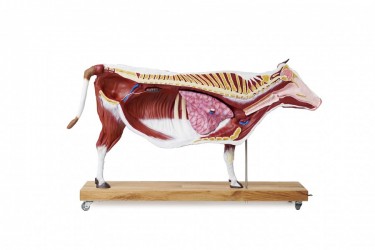 Dydaktyczny Model Krowy, 15 części, 1/3 naturalnych rozmiarów - Image no.: 2