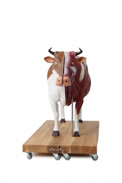 Dydaktyczny Model Krowy, 15 części, 1/3 naturalnych rozmiarów - Image no.: 5