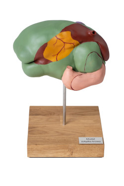 Model żołądka krowy-przeżuwacza, 1/3 naturalnych rozmiarów, 3 części - Image no.: 3